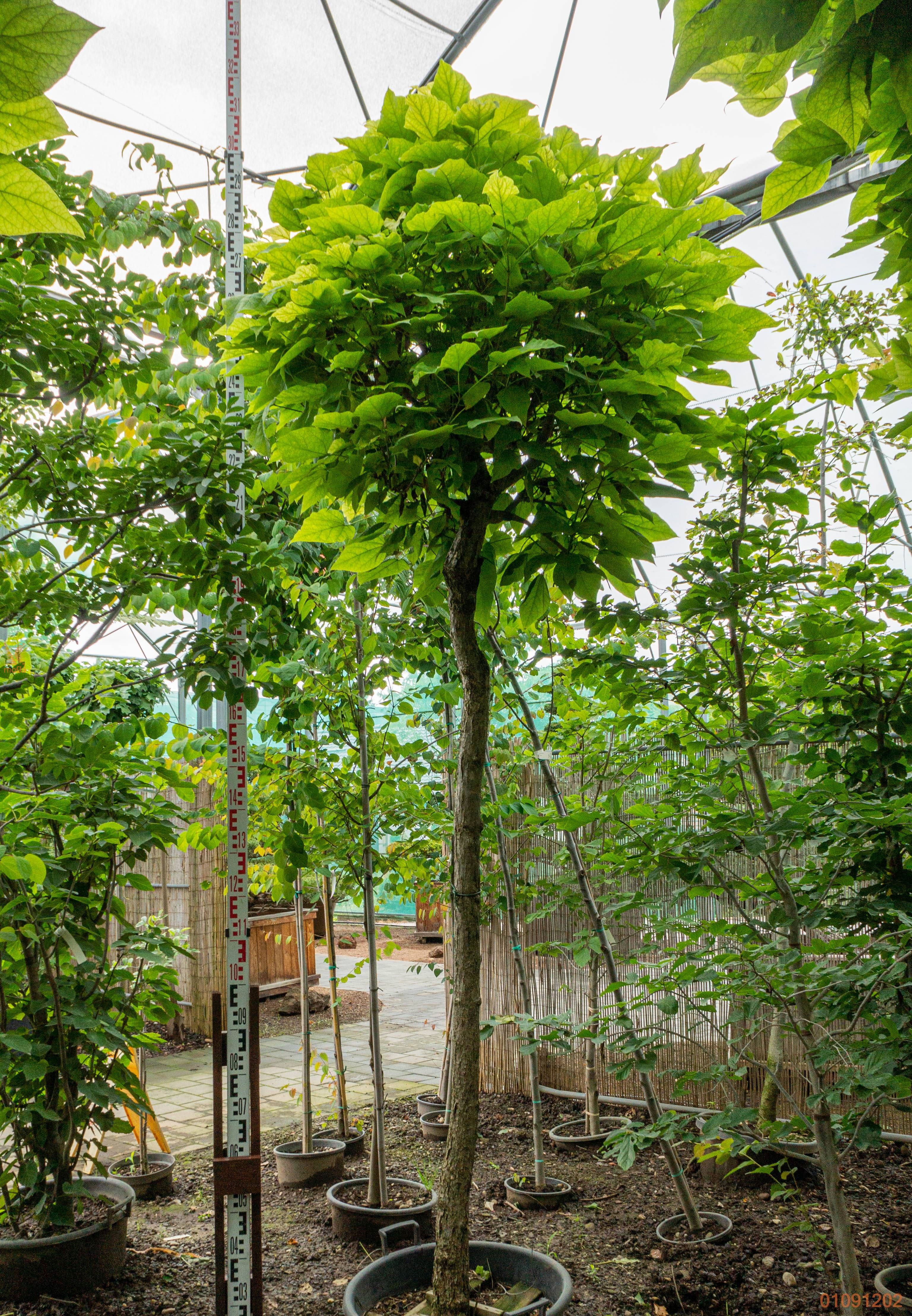 Catalpa Bignoides Nana - Katalpa nana výška 270-300cm s kvetináčom