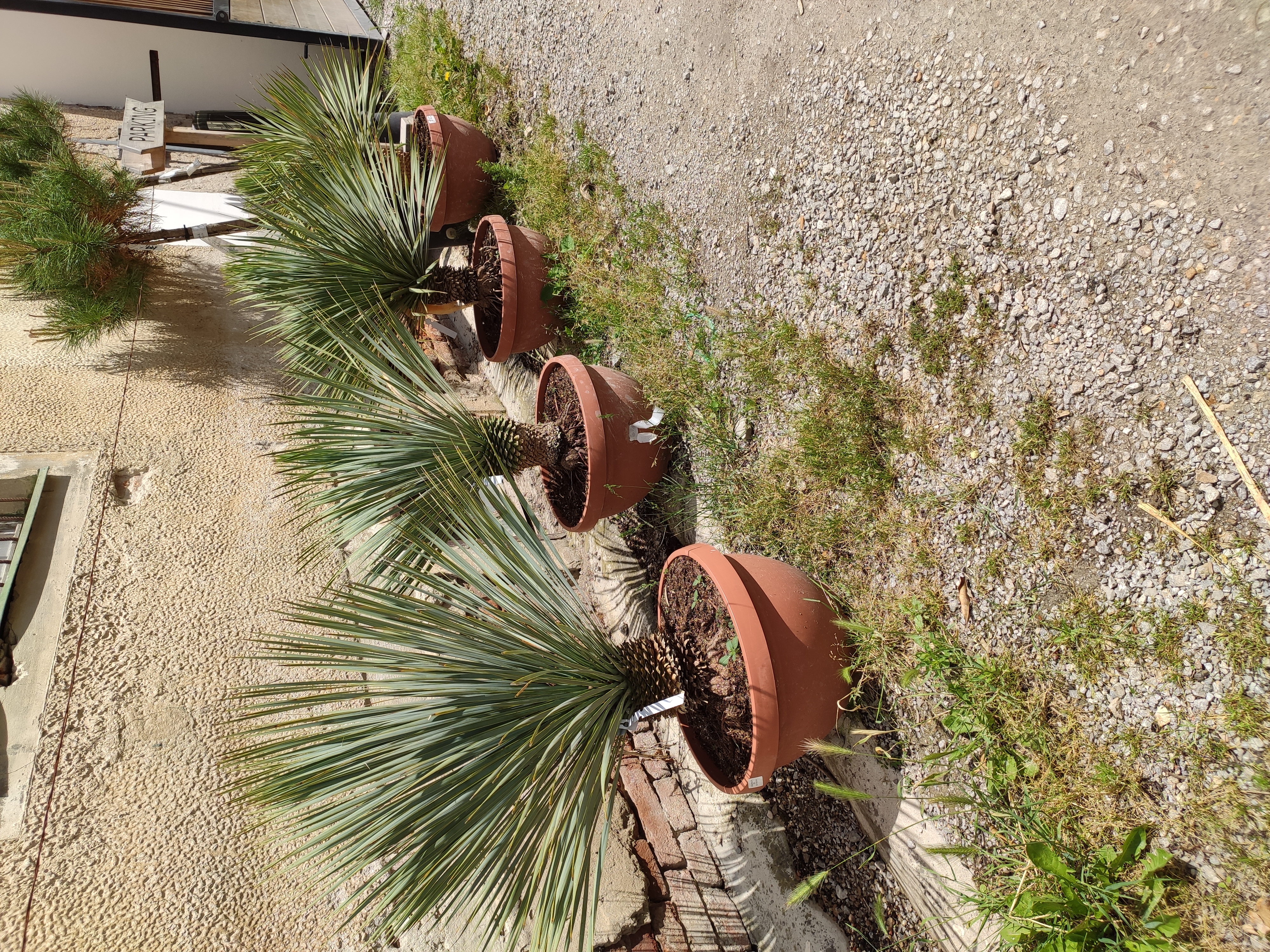 Yucca Rostrata v deco kvetináči, výška 80-100cm 1-22°C