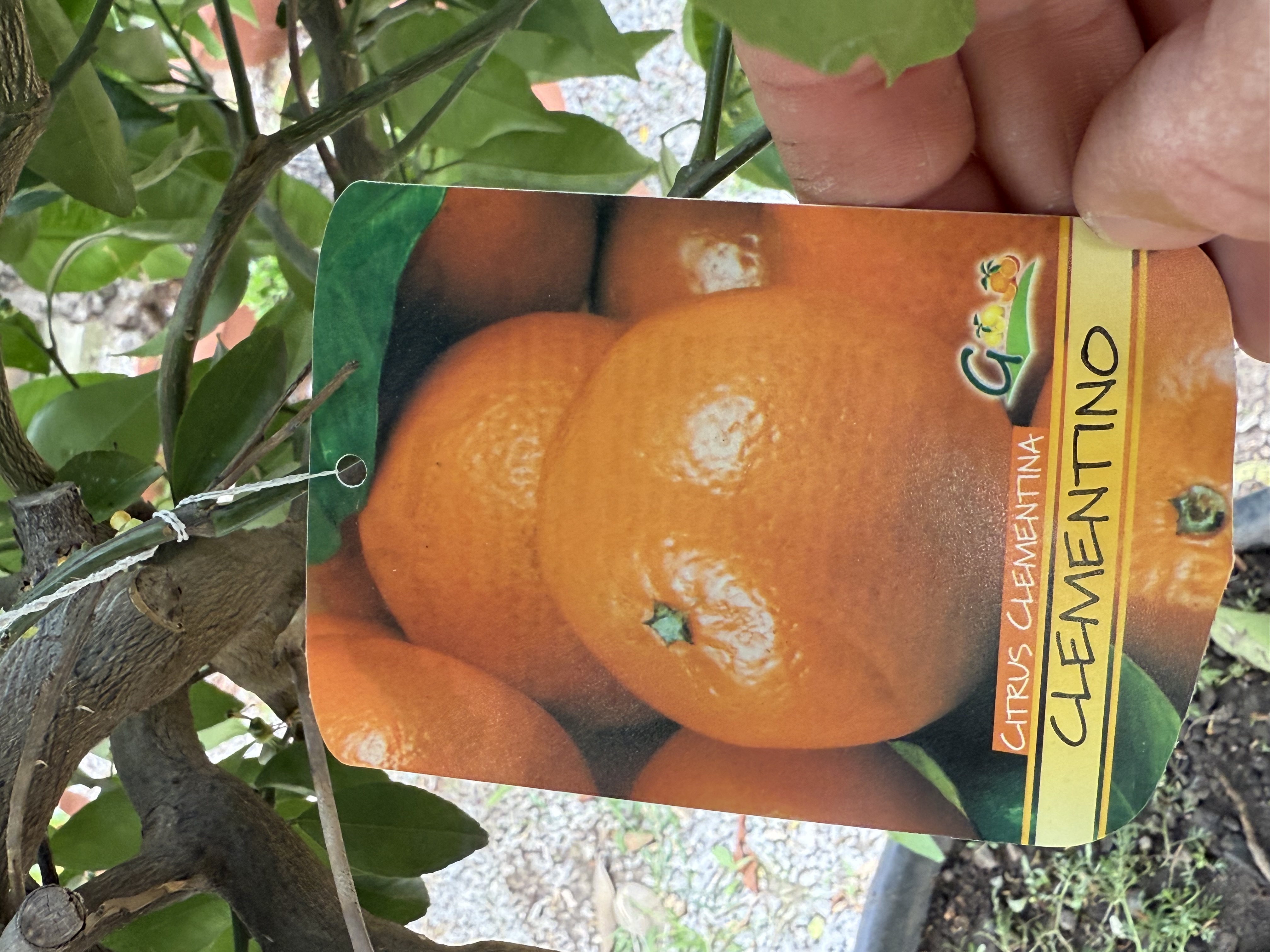Mandarínka Clementínka - Citrus Clementino 150-160 cm výška s kvetináčom