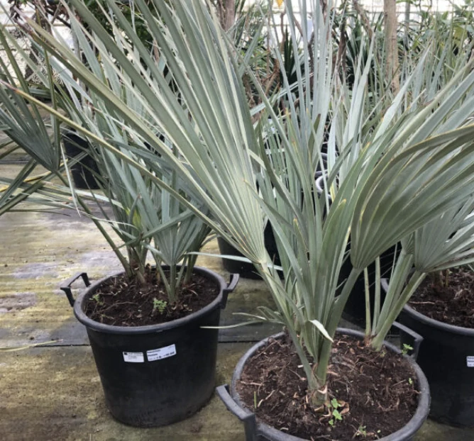 Akcia - Nannorrhops ritchiana, do -23 °C, výška 100cm