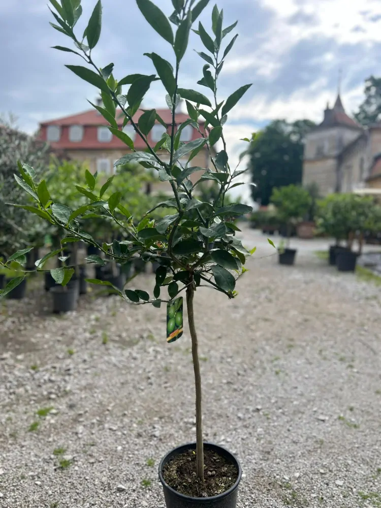 Limetka - Lime di Tahiti výška 120-140cm