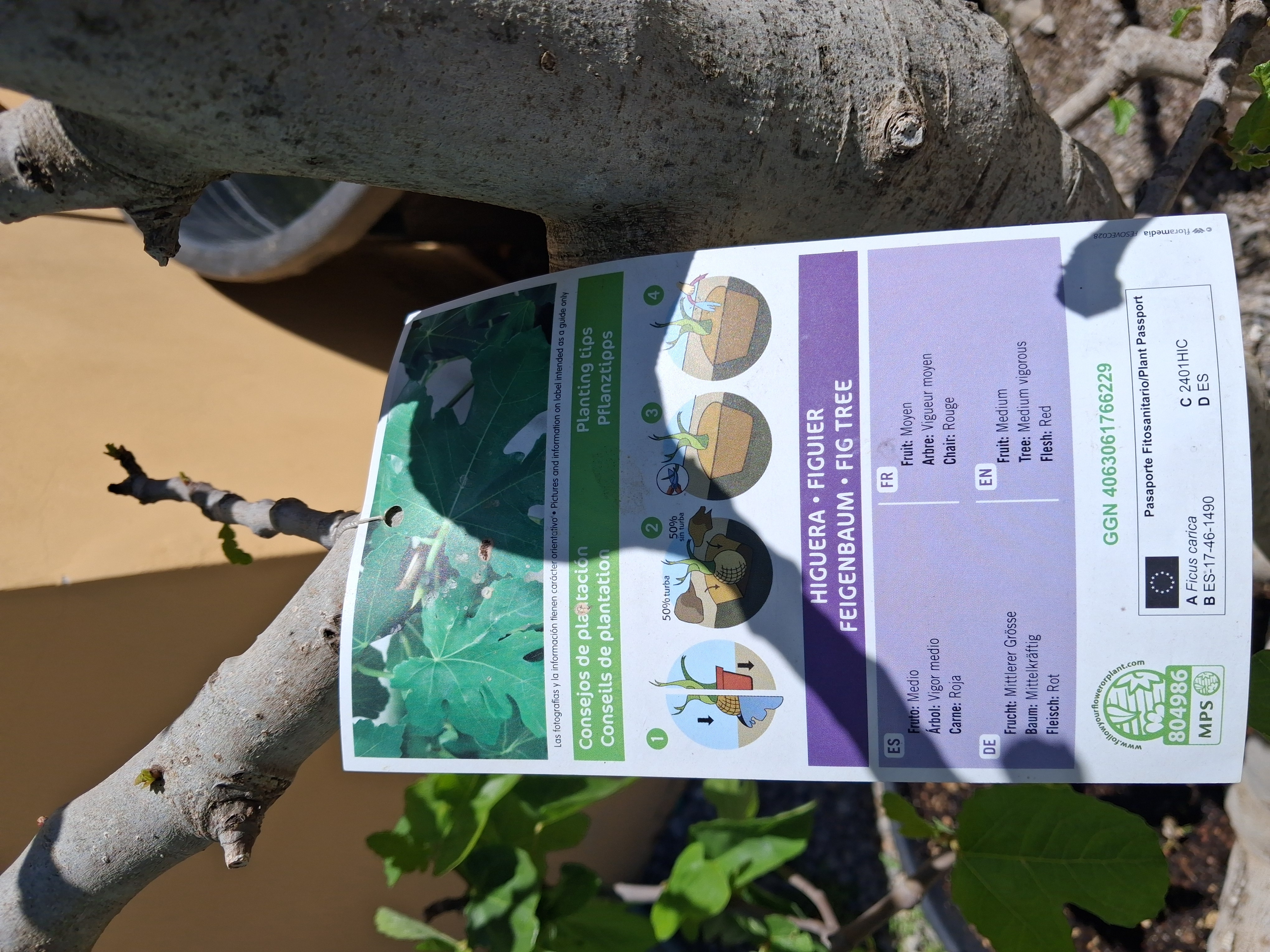 Figovník Ficus carica - 200cm -12°C
