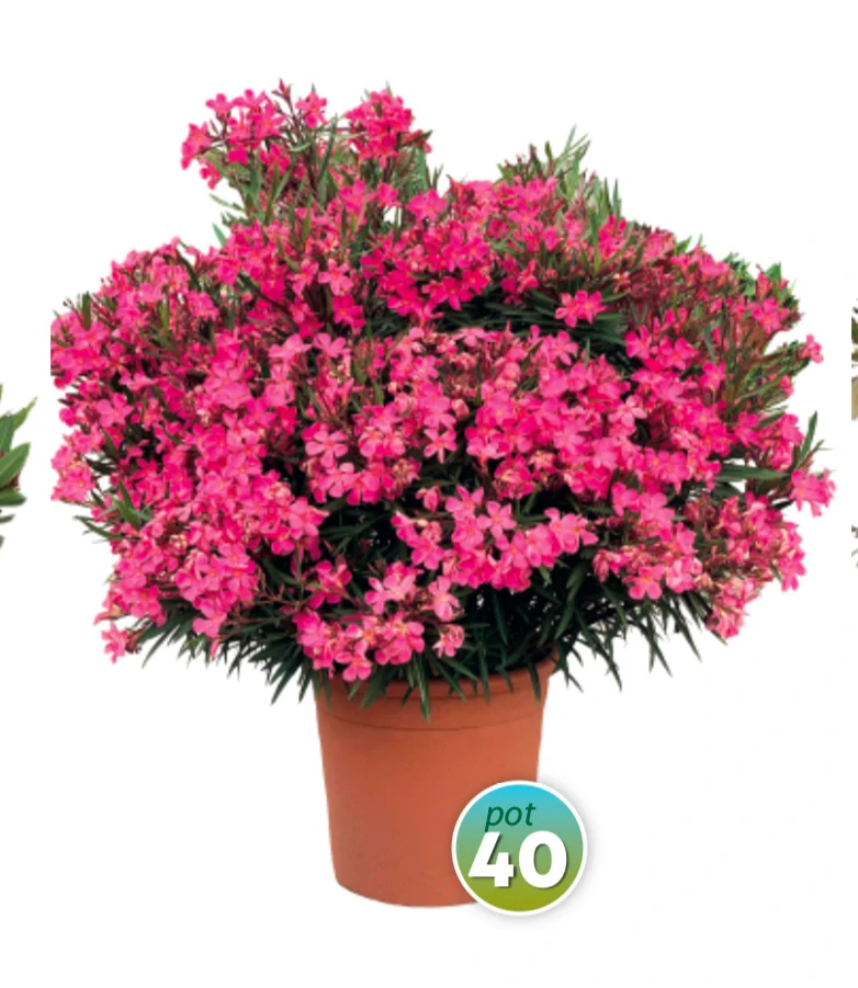 Nerium Oleander Multicolor - výška 130-150 CM s kvetináčom 