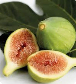 Figovník Ficus carica - odroda Trójska - 160-170cm, -12°C