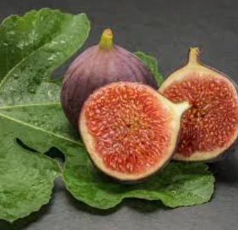 Figovník Ficus carica - odroda Brogiotto nero 160-175cm, -12°C