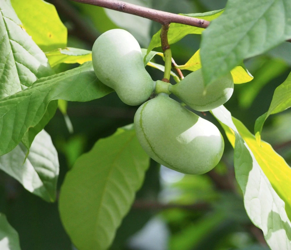 Asimina triloba (Asimina trojlaločná) - výška rastliny s kvetináčom 100cm
