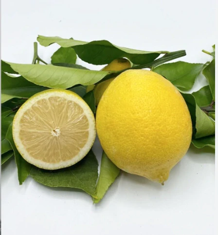 Citrónovník - Limone Femminello Siracusano výška 120-150cm      