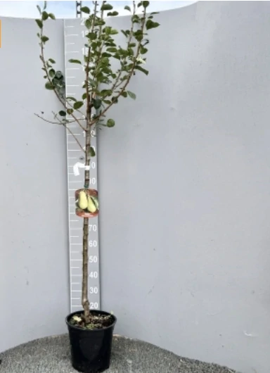 Hruška Bella Di Giugno, výška rastliny s kvetináčom 150cm