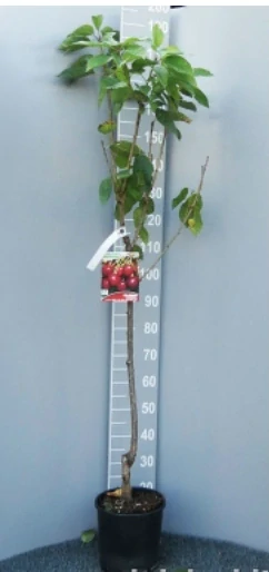 Čerešňa Kordia výška rastliny s kvetináčom 180-200cm