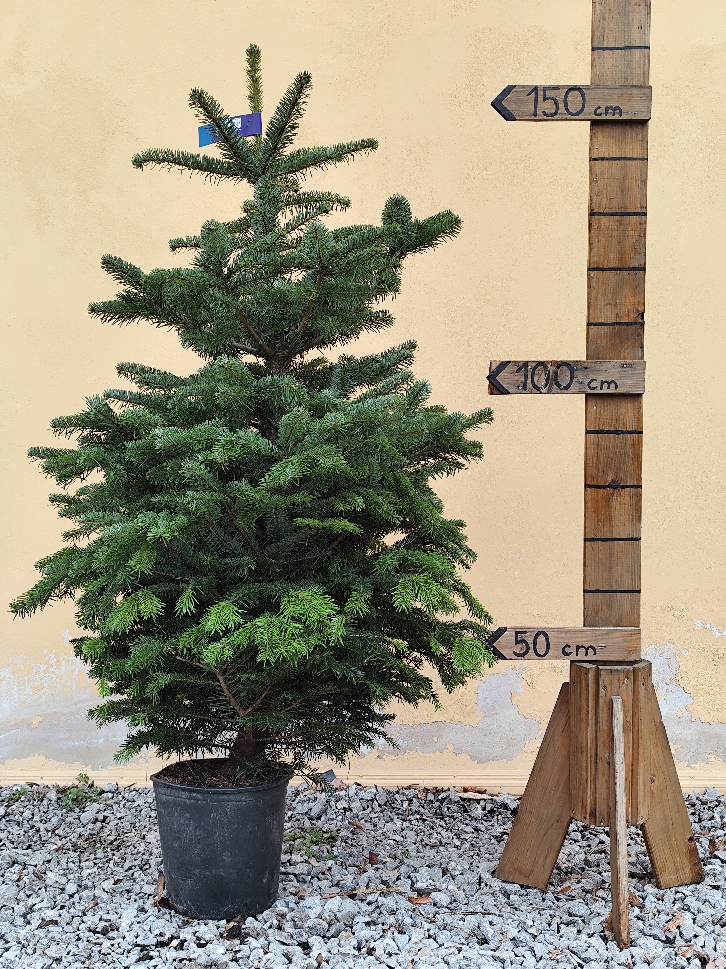 Nordmandská jedľa v kvetináči - výška stromčeka bez kvetináča 120-140cm
