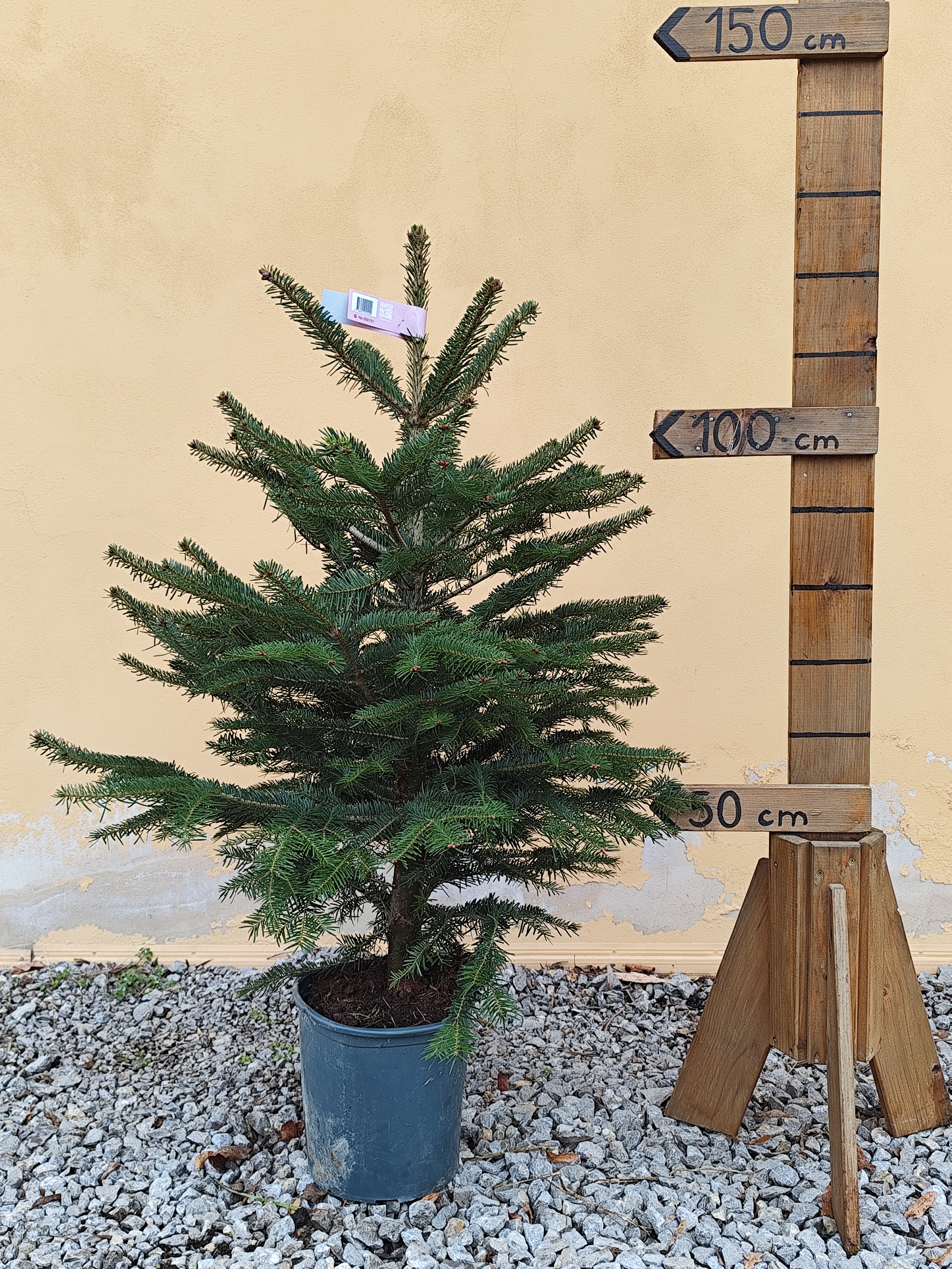 Akcia 2+1 grátis - Nordmandská jedľa v kvetináči - výška stromčeka bez kvetináča 100-120cm