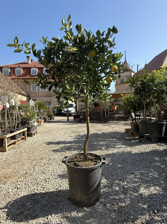 Citrus Pursha - sladká rímska limetka s plodmi - výška 170-190cm s kvetináčom