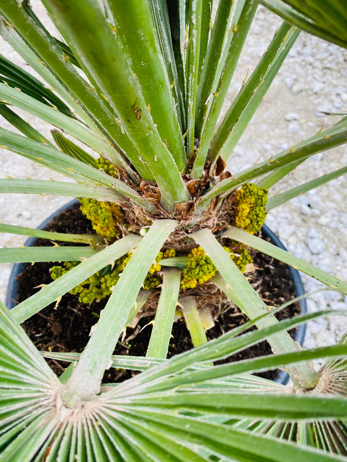 Chamaerops humilis Vulcano 100-120cm, -14°C