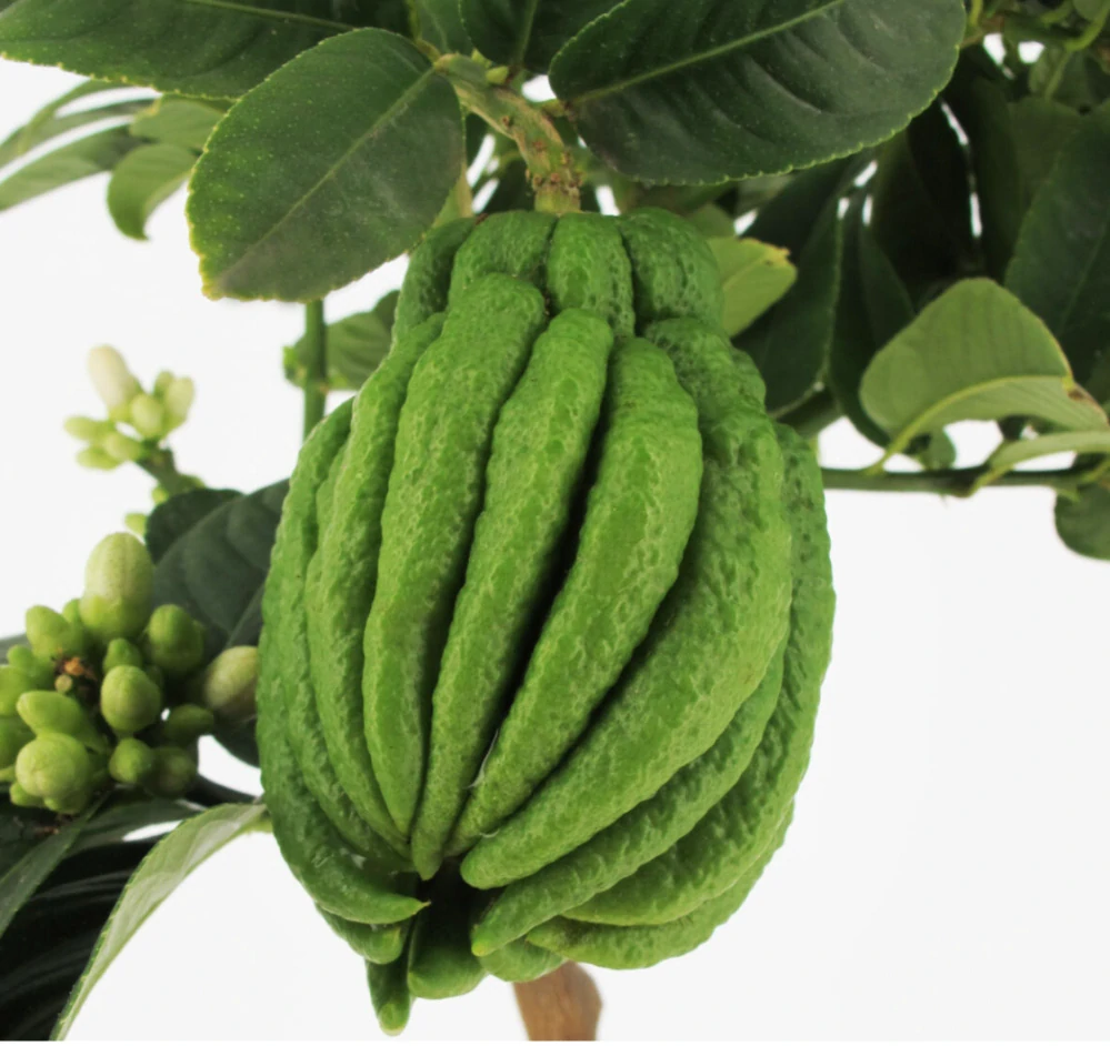 Citrus Budhova ruka - Mano di Budha - 100-120cm