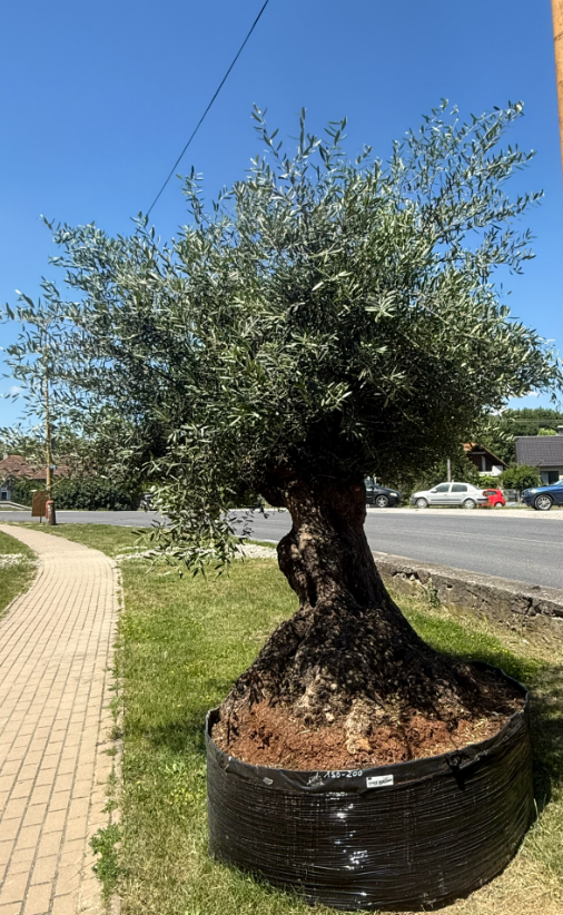 Olea Europaea - olivovník OL sieť 1, celková vvýška 280-320cm