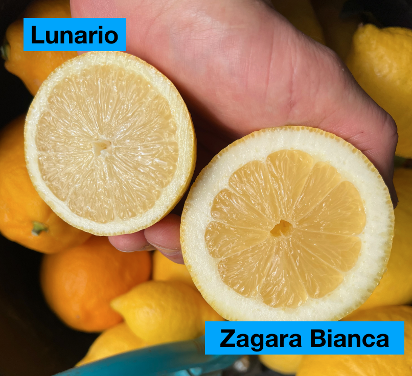 Citrus Lunario hrubší kmeň, výška 60 - 80 cm