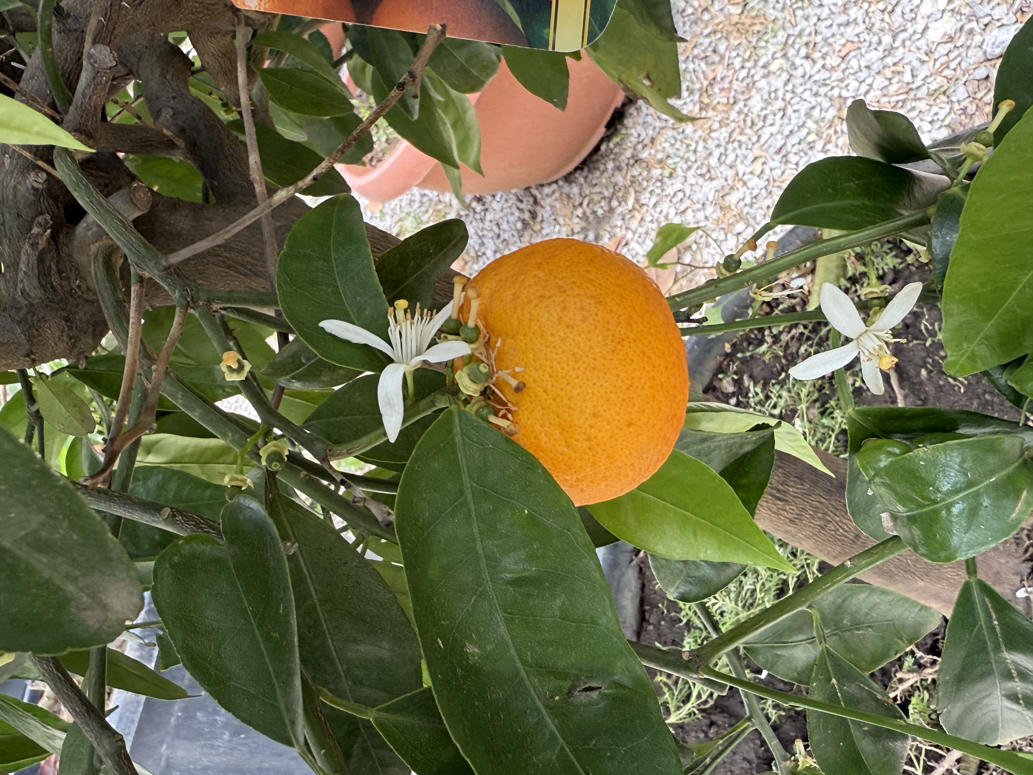 Mandarínka Clementínka - Citrus Clementino 150-160 cm výška s kvetináčom