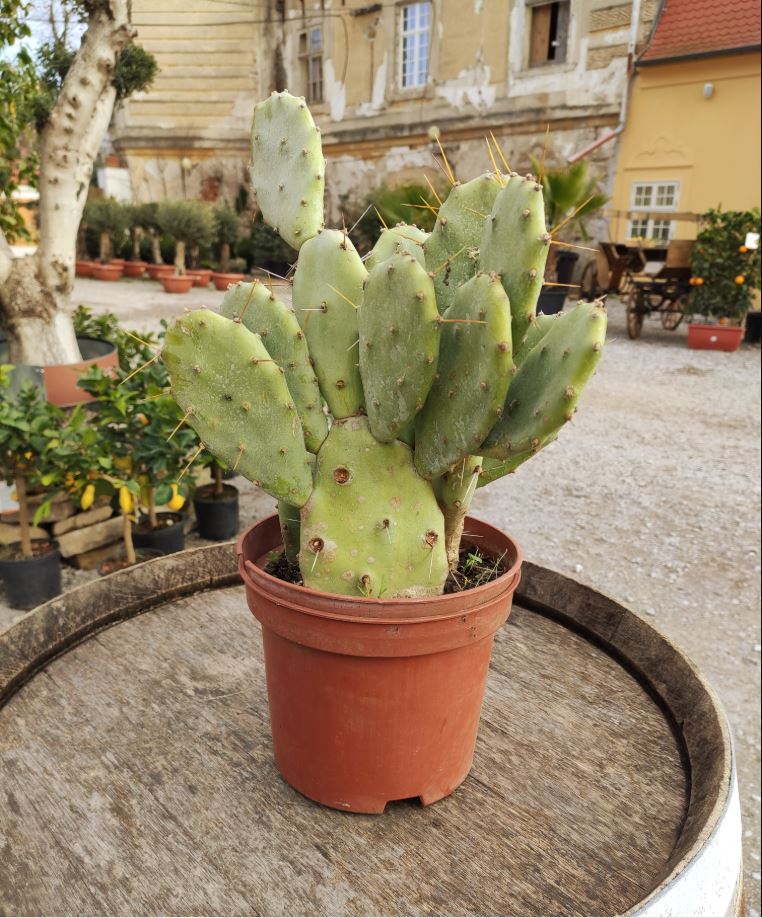 Akcia - Opuncia vulgaris - výška 50 - 70cm vrátane kvetináča