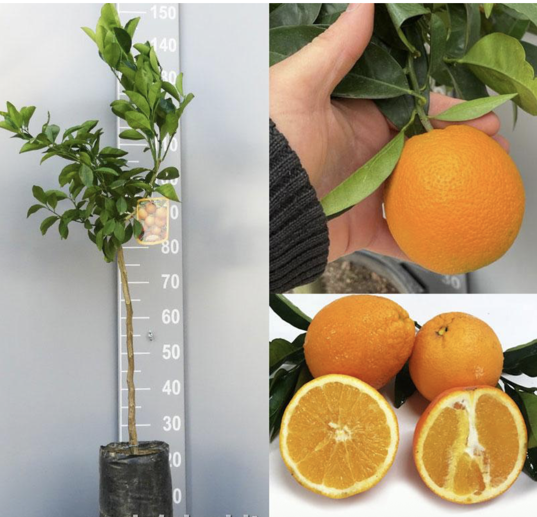 AKCIA 4 citrusy = 99€, nakombinuje si nižšie - výška 130-150cm