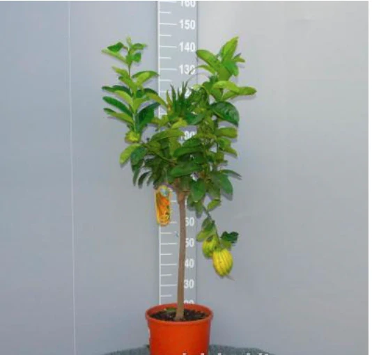 Citrus Budhova ruka - Mano di Budha - 100-120cm