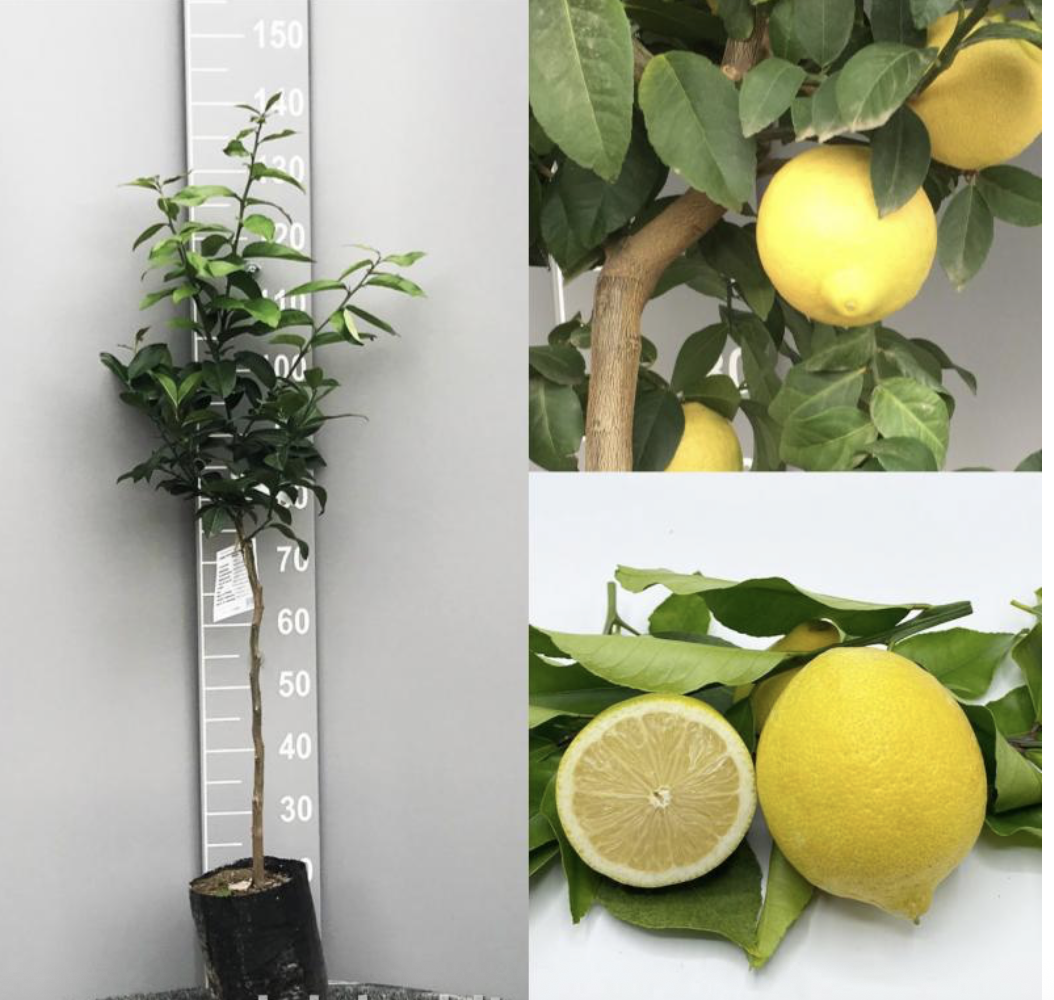 AKCIA 4 citrusy = 99€, nakombinuje si nižšie - výška 130-150cm