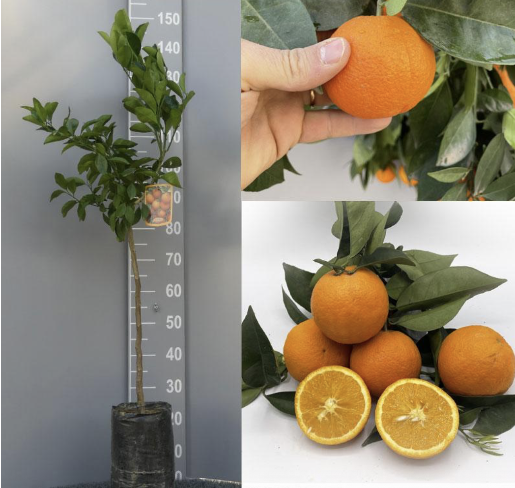 AKCIA 4 citrusy = 99€, nakombinuje si nižšie - výška 130-150cm