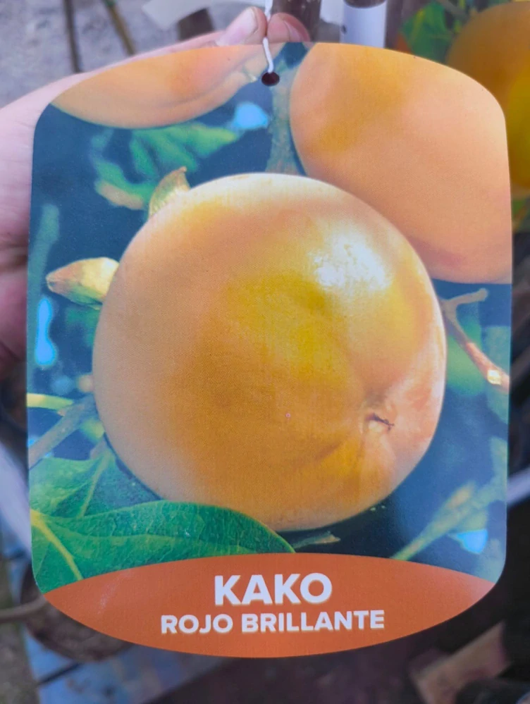 Hurmikaki odroda Rojo Brillante, výška 110-130cm 