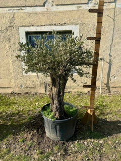 Olea Europea - olivovník, výška s kvetináčom 200 -220cm 