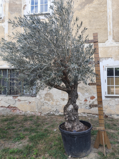 Olea Europea - olivovník OL 3, celková výška 280 -300cm 