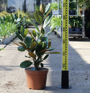 Magnólia Grandiflora biely kvet, vždyzelená, výška stromu s kvetináčom - 70cm