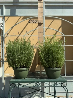 Levanduľa dentata, krásne veľké rastliny, kvetináč 27cm šírka, výška 50-70cm s kvetináčom