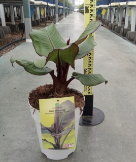 Banánovník habešský- Musa Ensete Maurelii - 50cm výška s kvetináčom
