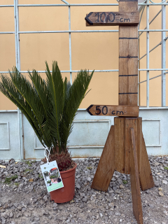 Cykas revoluta, výška 60-70cm