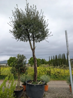 Dub korkový - Quercus suber, výška 380-450cm s kvetináčom
