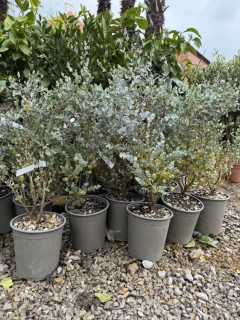 Eukalyptus Gunnii Azura 60cm