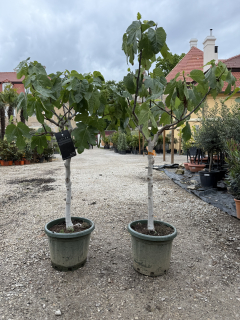 Figovník Ficus carica - odroda de la Reina - 130-140cm, -12°C