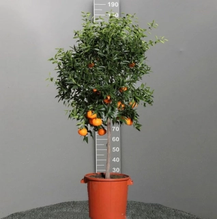 Mandarínka -Citrus reticulata - výška 130-140cm