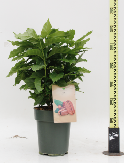 Kávovník - Coffee Arabica, výška 50-60cm s kvetináčom