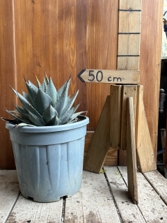 Agave parryi, mrazuvzdorné až do -20’ C
