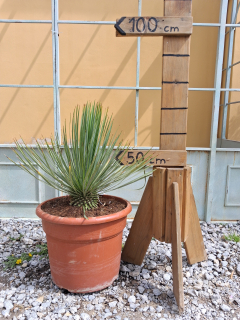 Yucca rostrata - výška s kvetináčom 70-80 cm