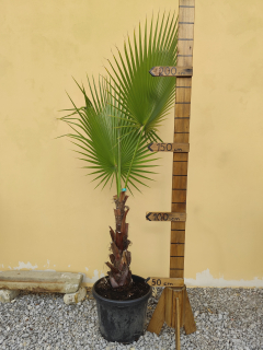 Washingtonia robusta 200-240cm (- 5°C)
