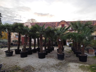 Trachycarpus fortunei (Chamaerops excelsa), rôzne výšky kmeňa