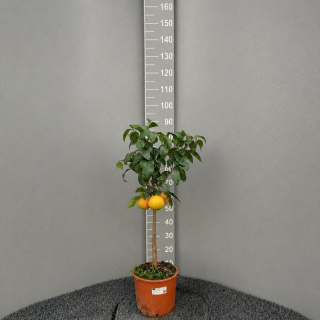Grapefruit žltý (Grep)- Pompelmo giallo, výška 60-80cm