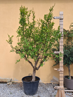 Granátovník (Granátové jablko) výška cca 260 - 270cm