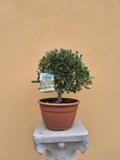 Akcia - Olea Europea - olivovník výška aj s kvetináčom 40 - 50cm 