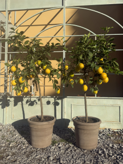 Citrus Meyer/Citrónovník Meyer s plodmi, výška 130-150cm s kvetináčom