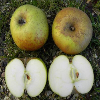 Jabloň Renetta del Canada výška s kvetináčom 160-180cm