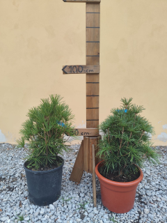 Dáždnikovec praslenovitý, výška s kvet. 70-80cm, do -29 st.C