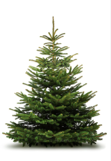 PREDOBJEDNÁVKA Vianočný stromček - Nordmandská jedľa - rezaná - 150-175cm