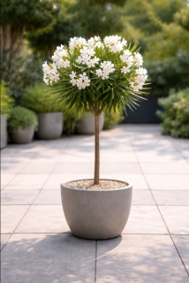 Nerium Oleander biely kvet na kmienku -  3L - 80-100 CM